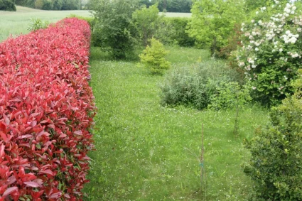 Cultiver le Photinia : maîtriser sa croissance et gérer ses inconvénients