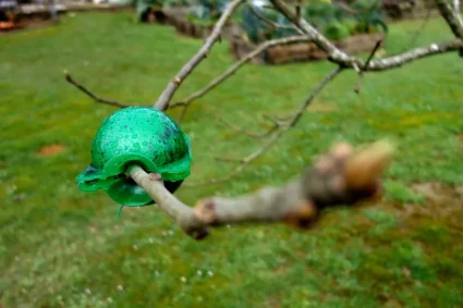 Multipliez vos arbustes et plantes d’intérieur grâce aux boules de marcottage