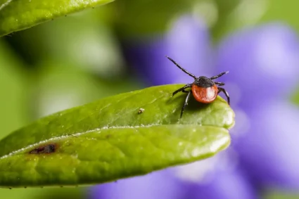 Les tiques restent actives en automne : ce qu’il faut savoir