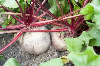 Les betteraves : un délice estival avec un timing de récolte stratégique