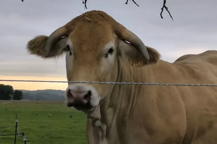 Un nouveau foyer de dermatose nodulaire contagieuse bovine émerge dans le Jura