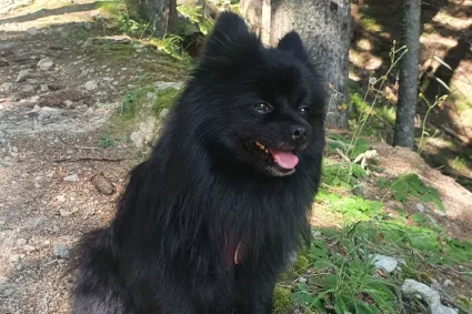 Jane et Némo : un drame inattendu dans les rues de Paris
