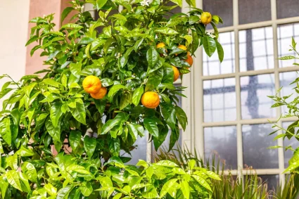 Préparez vos plantes d’automne : protégez-les du froid et du gel