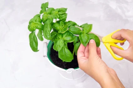 Transformez votre basilic : des conseils de taille pour une plante aromatique luxuriante