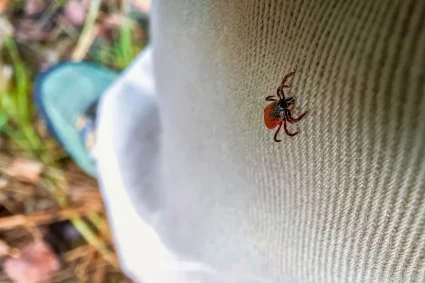 Les Tiques : Ces Parasites Indésirables qui Menacent Votre Jardin