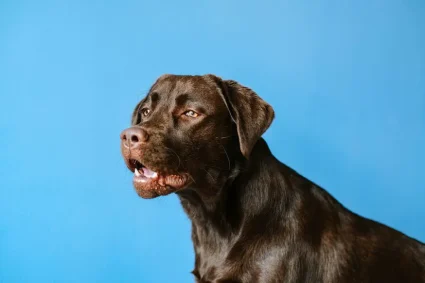 Vomissements chez les chiens : causes et solutions