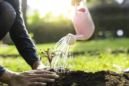 Soins spécifiques pour les jeunes arbres : arrosage et reprise après transplantation