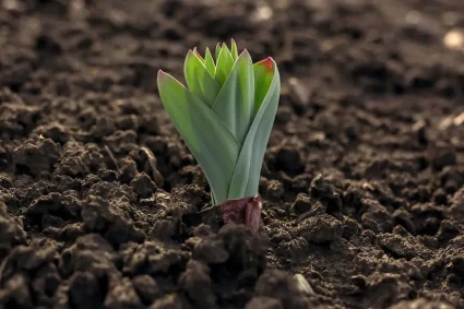 Faites durer le plaisir du printemps : prenez soin de vos bulbes après la floraison