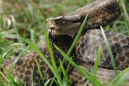Les serpents de France : une diversité fascinante avec un avertissement