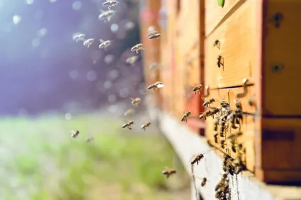 Abeilles : vivre en harmonie avec la nature