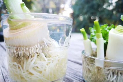 Repousser les limites : le regrowing, une pratique innovante pour redonner vie aux restes de légumes