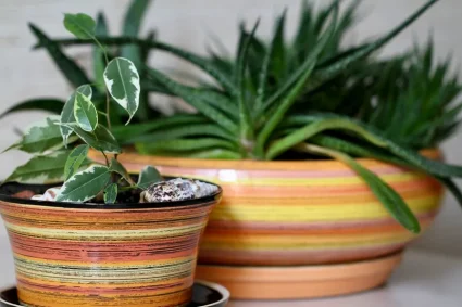 Comment faire pousser une plante dans un pot non percé ?
