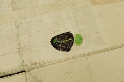 L’avenir du jardinage : le pouvoir du carton mouillé pour des récoltes abondantes