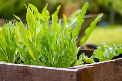 Les plantes vivaces à fruits : les légumes perpétuels pour un jardin durable