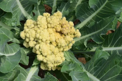 Le brocoli ‘Nine Star Perennial’ : un trésor caché dans nos assiettes