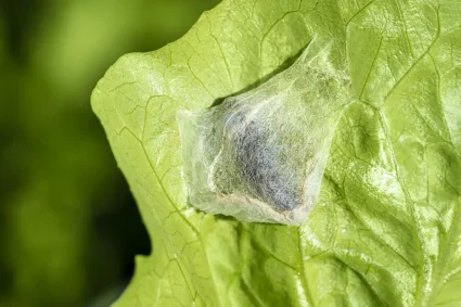 Les Vers Gris : Une Menace Sérieuse pour les Cultures et les Jardinage