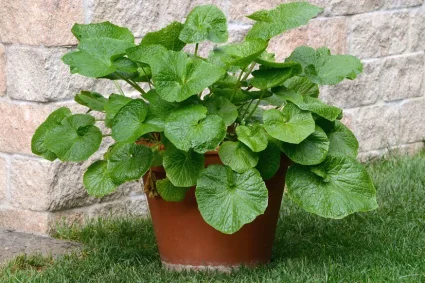 Cultiver et déguster du wasabi : la racine piquante