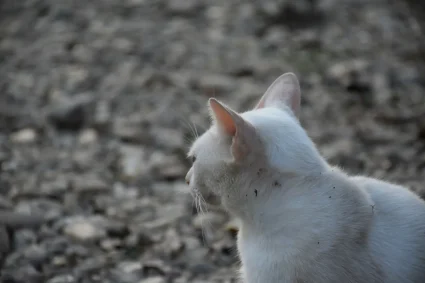 Marquis, le chat qui accompagne les troupes russes en Ukraine